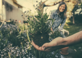 Couple Gardening