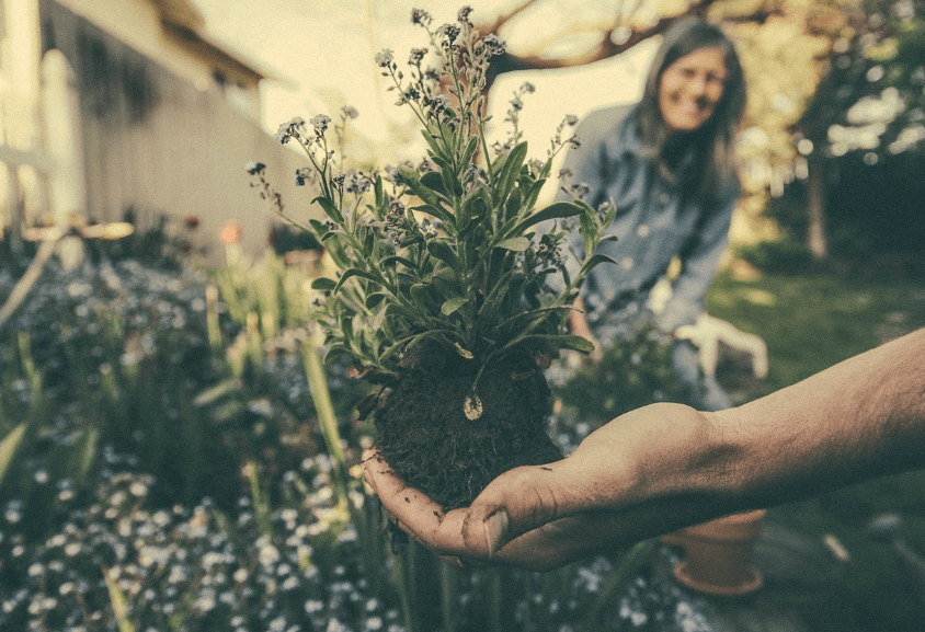 Couple Gardening