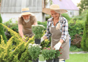 Elderly couple out gardening in the summer sun